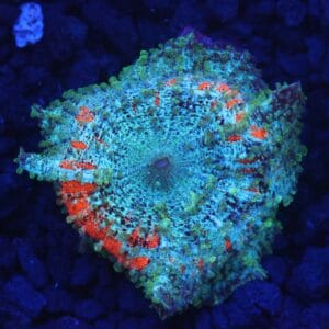 B53 -ORANGE TEAL NEGLECTUS MUSHROOM