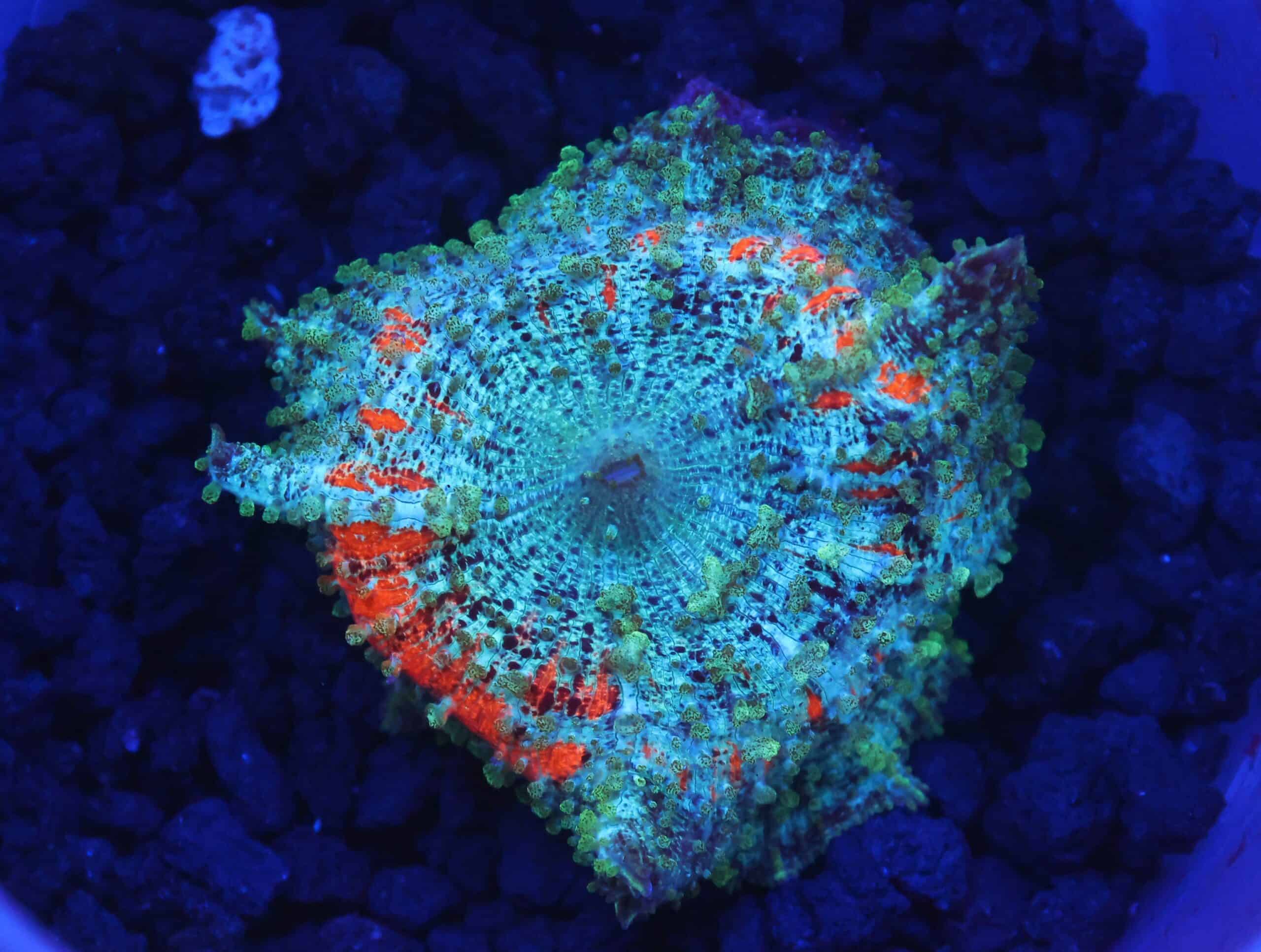 B53 -ORANGE TEAL NEGLECTUS MUSHROOM