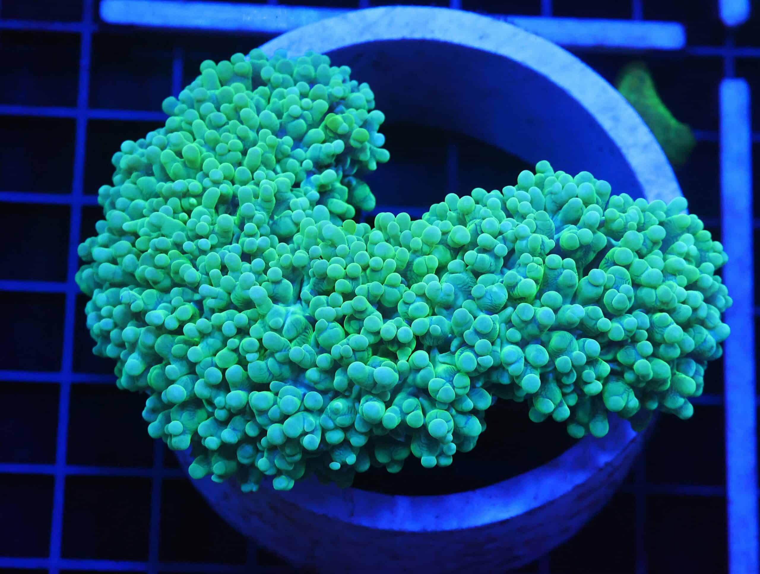 B56 -INDO TOXIC PEARL CORAL