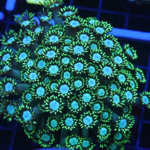 B62 -INDO TOXIC TIP GONIOPORA