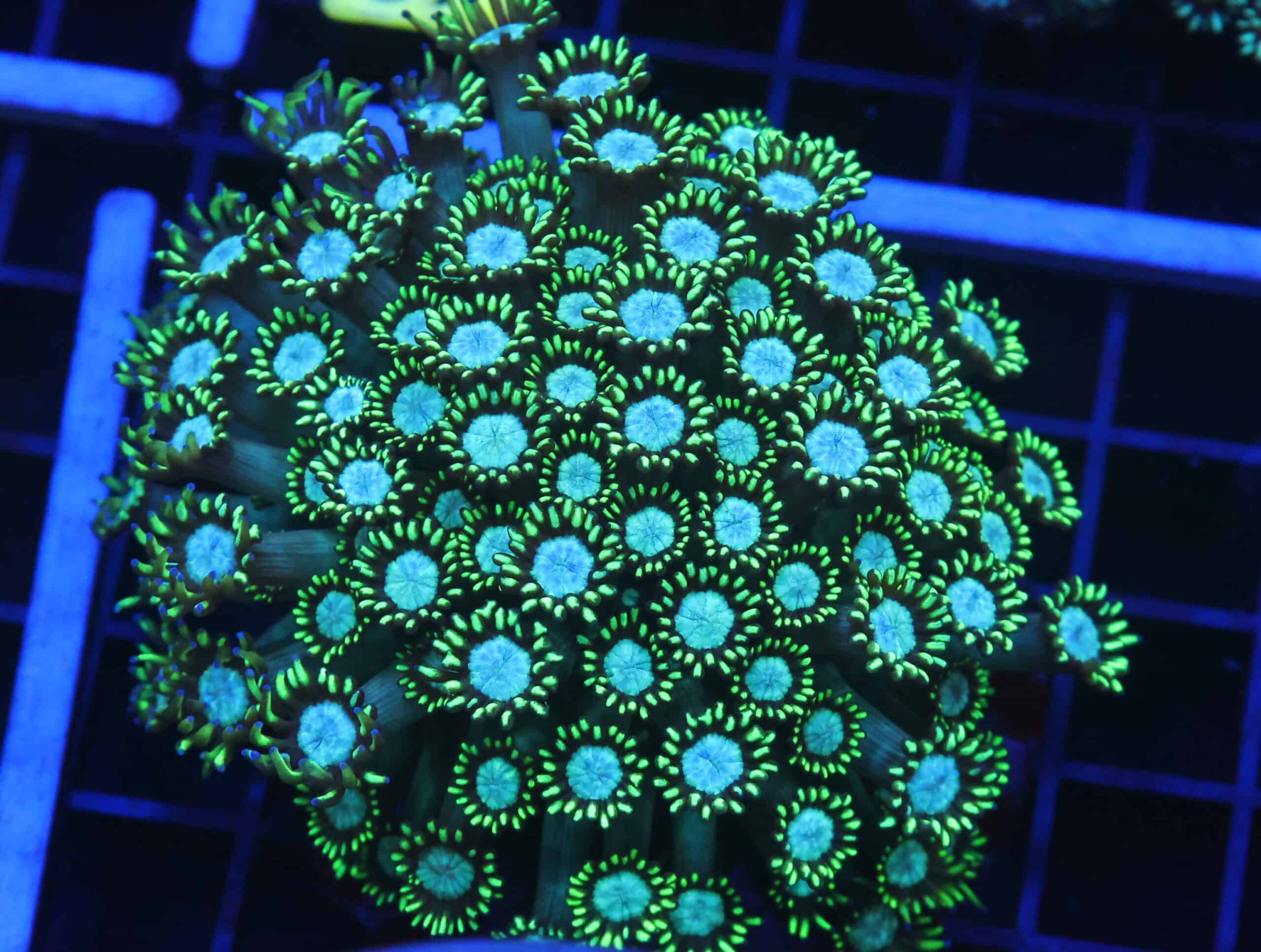 B62 -INDO TOXIC TIP GONIOPORA