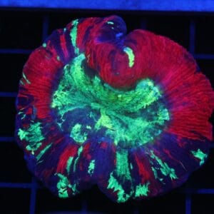 B64 -INDO NUCLEAR BLAST TRACHY