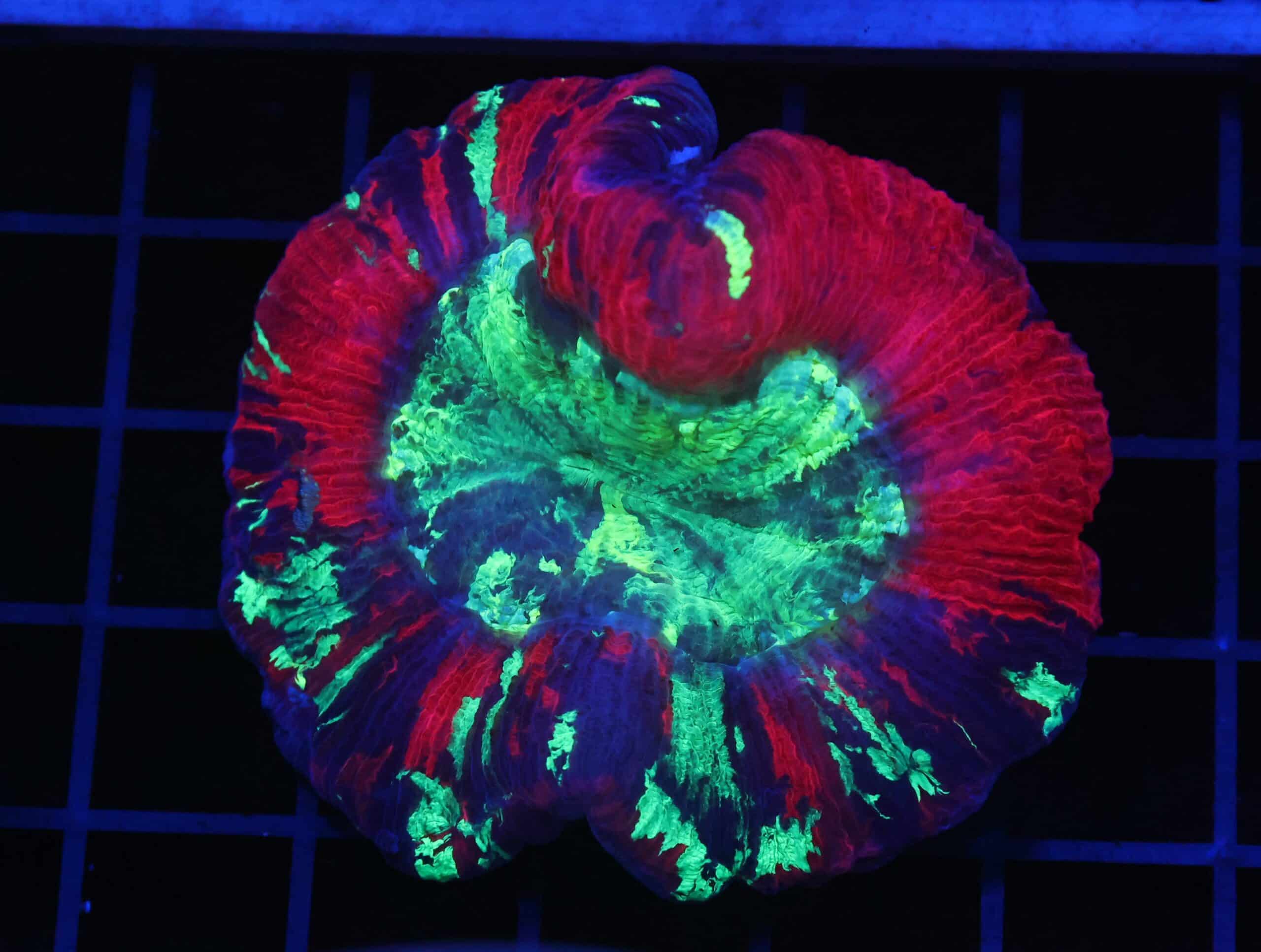 B64 -INDO NUCLEAR BLAST TRACHY