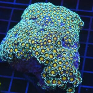 B67 -INDO YELLOW SNOWCONE GONIOPORA