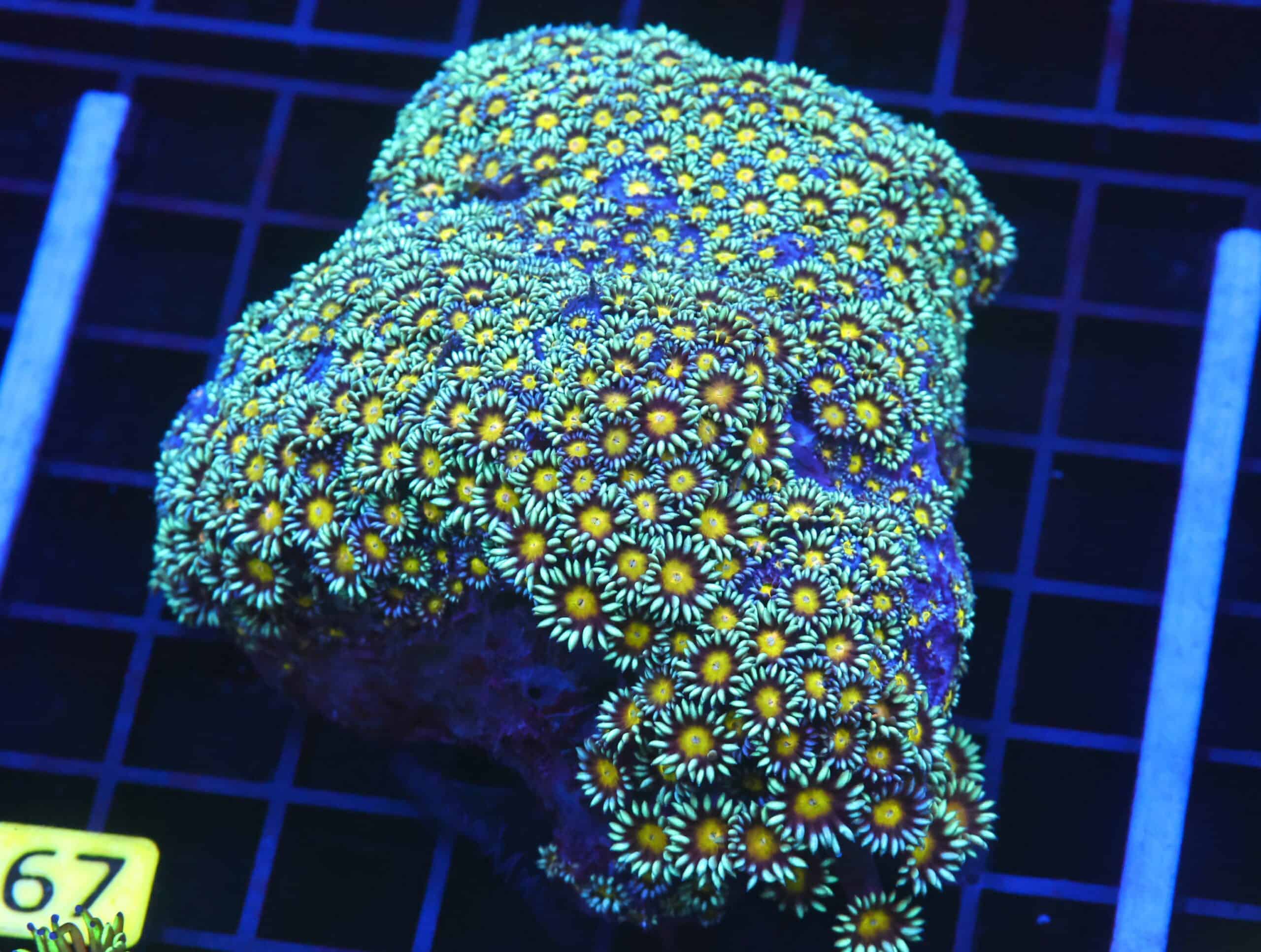 B67 -INDO YELLOW SNOWCONE GONIOPORA