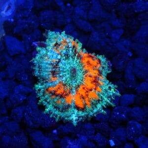 B70 -ORANGE AQUA NEGLECTUS MUSHROOM