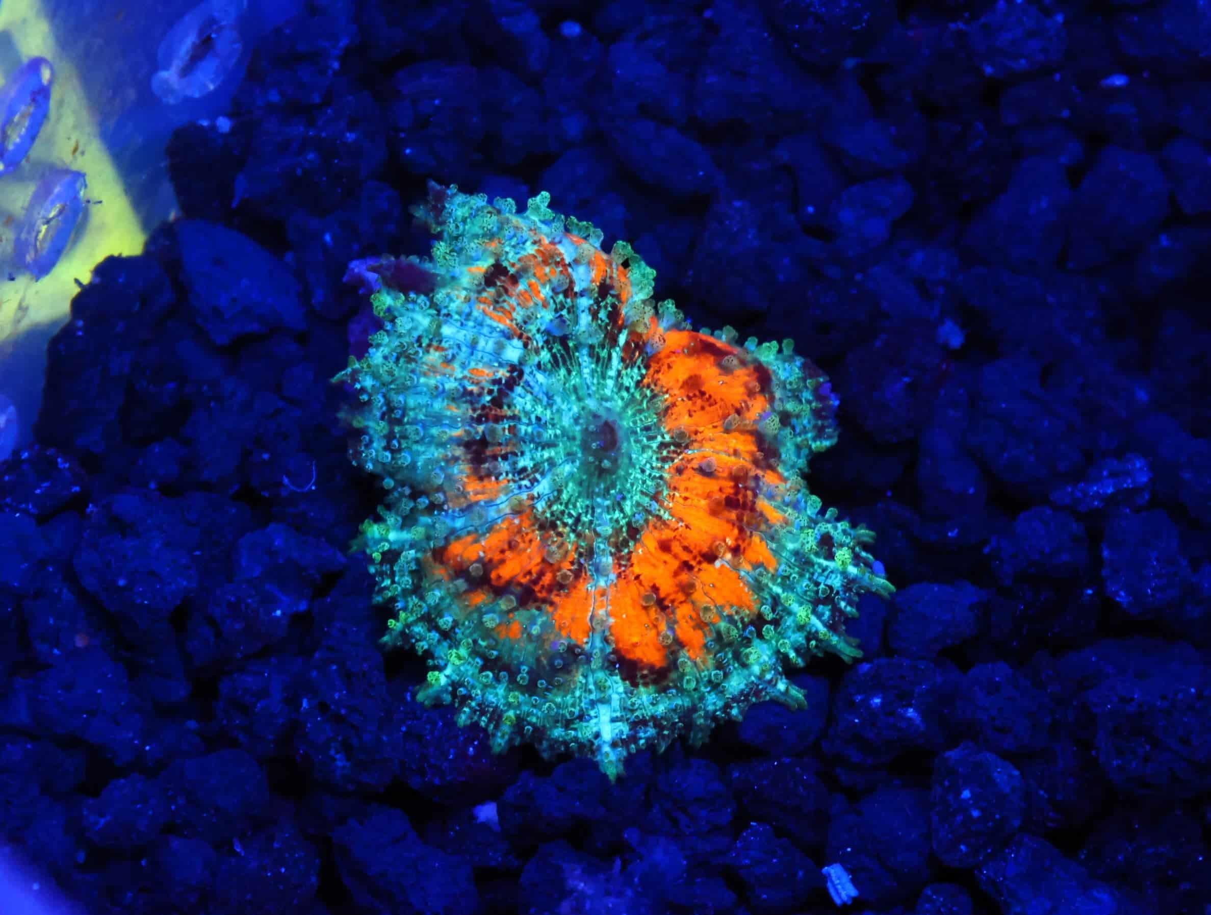 B70 -ORANGE AQUA NEGLECTUS MUSHROOM