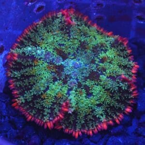 B69 -FRANKENSTEIN CARPET RHODACTIS MUSHROOM