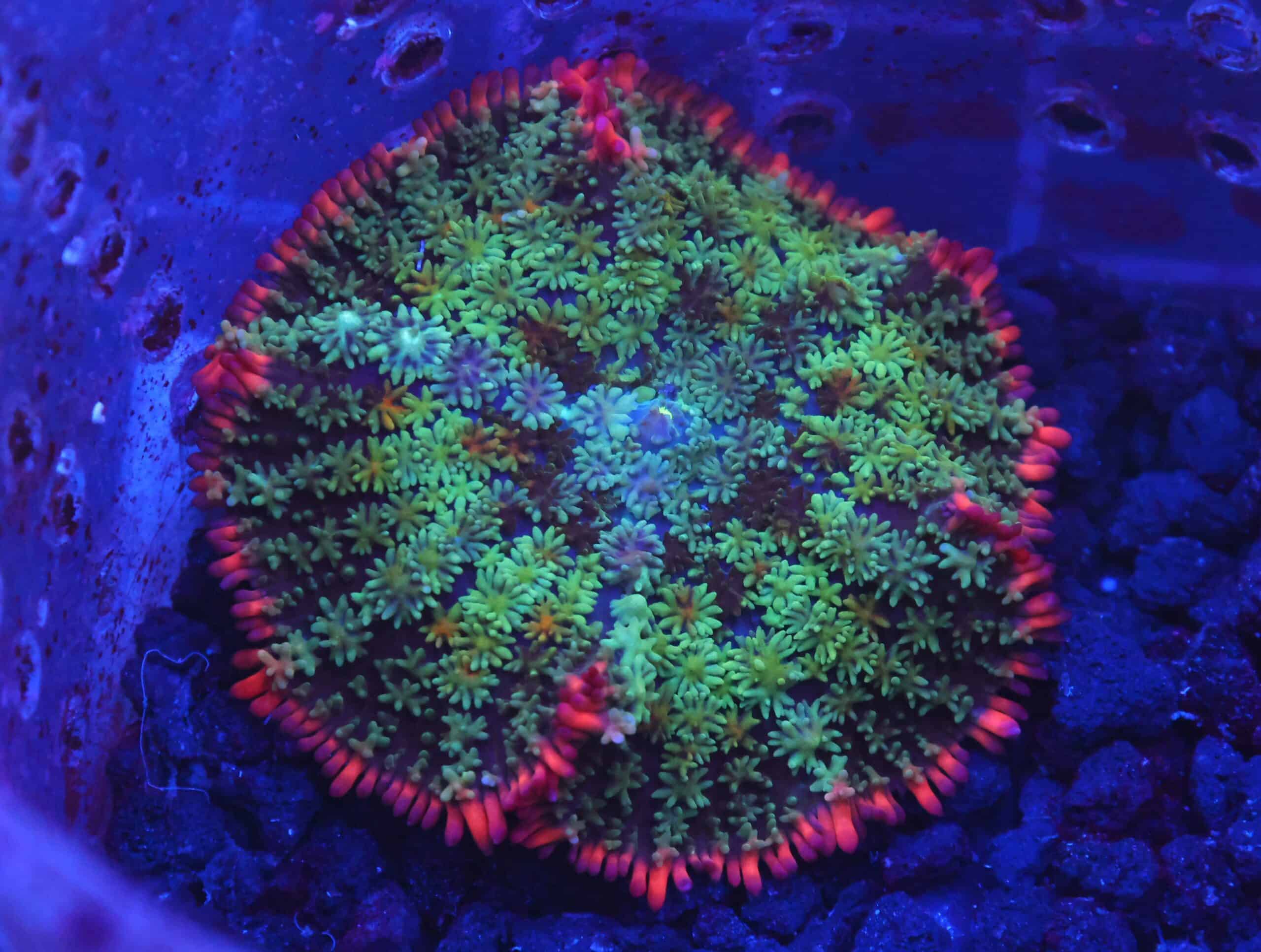 B69 -FRANKENSTEIN CARPET RHODACTIS MUSHROOM