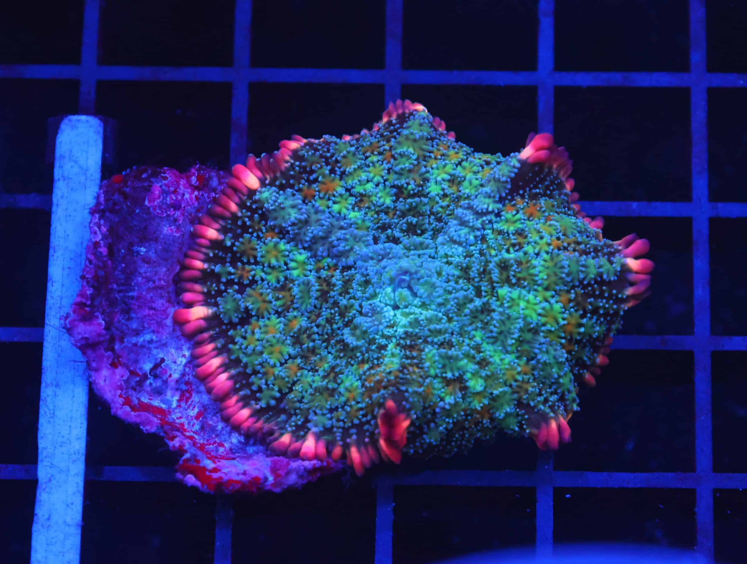 B73 -FRANKENSTEIN CARPET RHODACTIS MUSHROOM