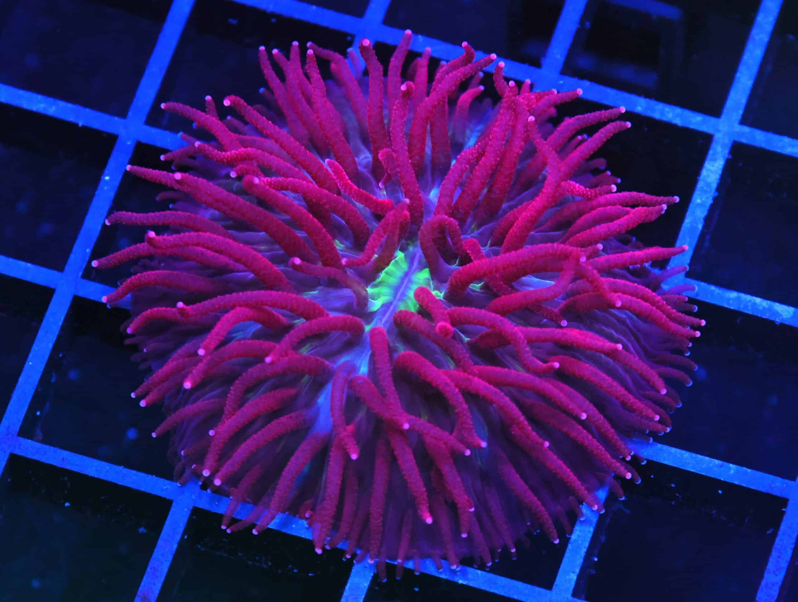 B75 -INDO MAROON MADNESS DIASERIS