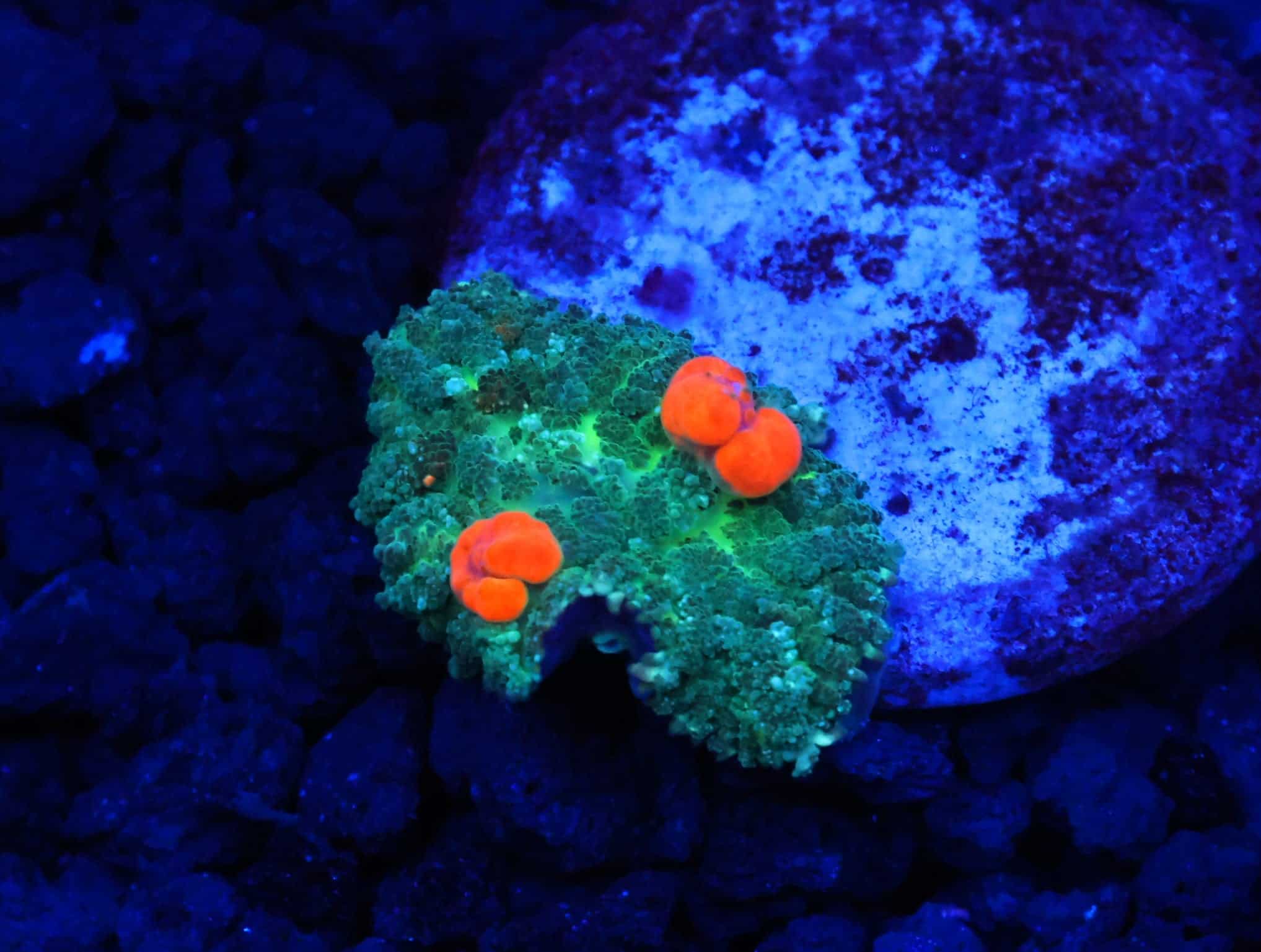 B78 -ORANGE BOUNCE RHODACTIS MUSHROOM