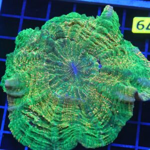 B79 -INDO EMERALD CITY ACANTHOPHYLLIA