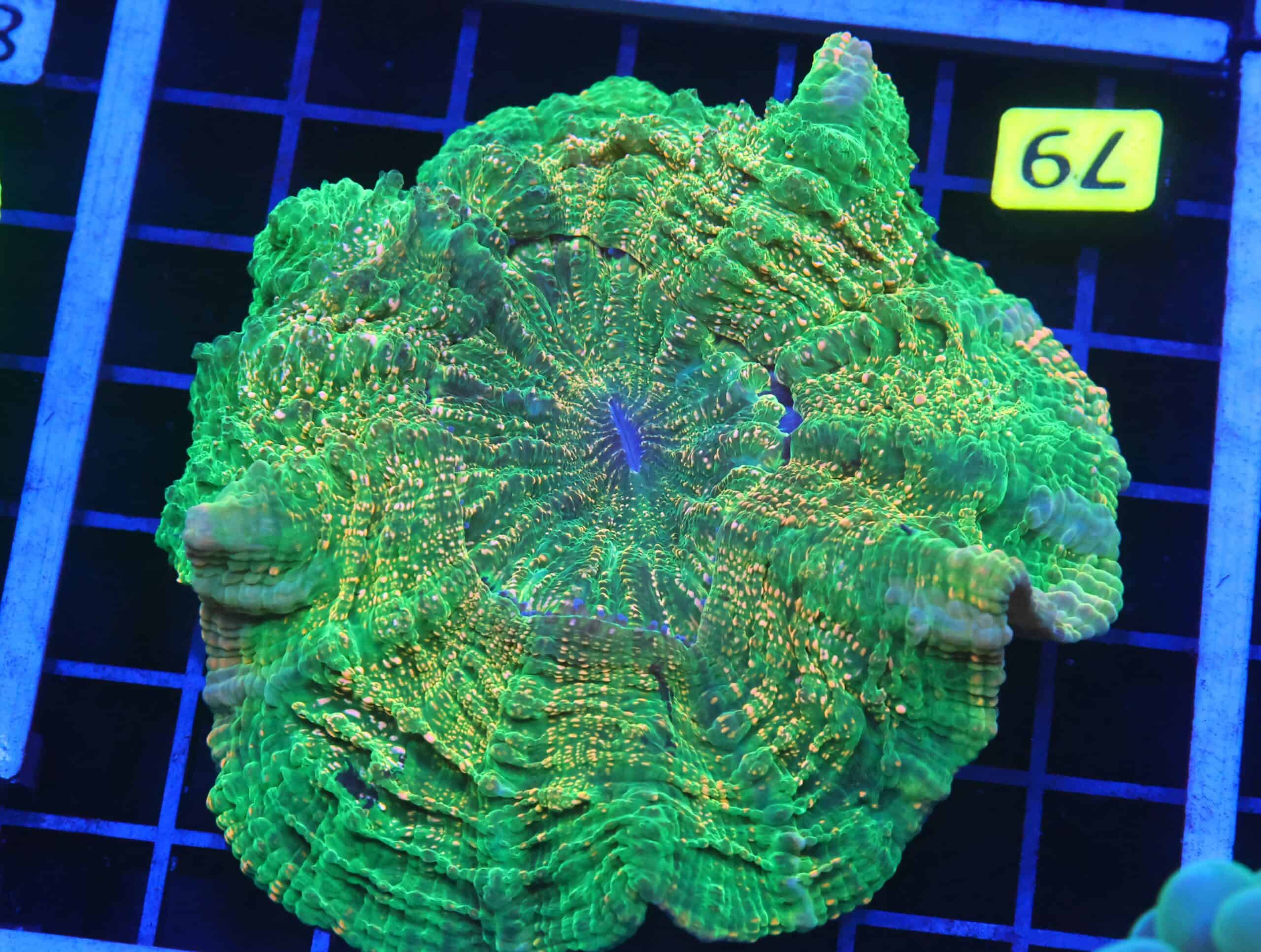 B79 -INDO EMERALD CITY ACANTHOPHYLLIA