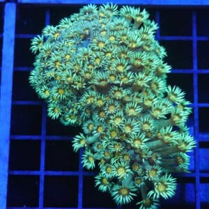 B82 -INDO YELLOW SNOWCONE GONIOPORA