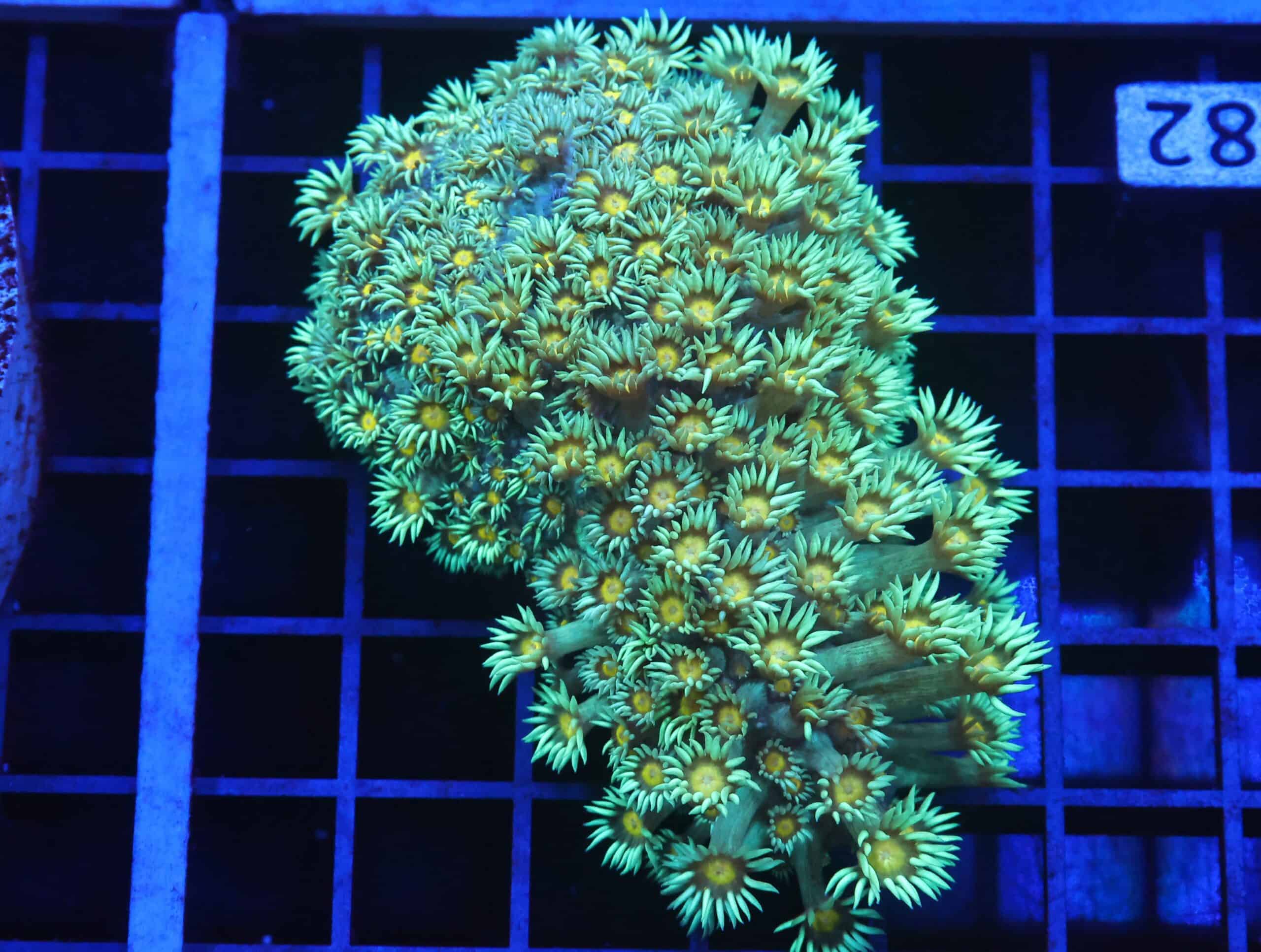 B82 -INDO YELLOW SNOWCONE GONIOPORA