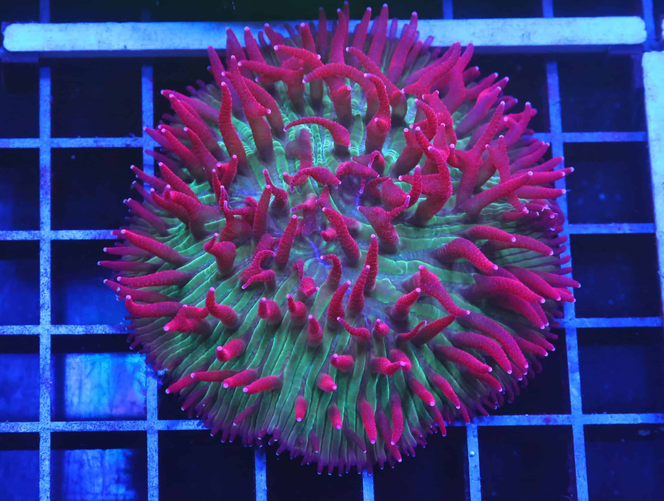 B85 -INDO WATERMELON JOLLY RANCHER DIASERIS