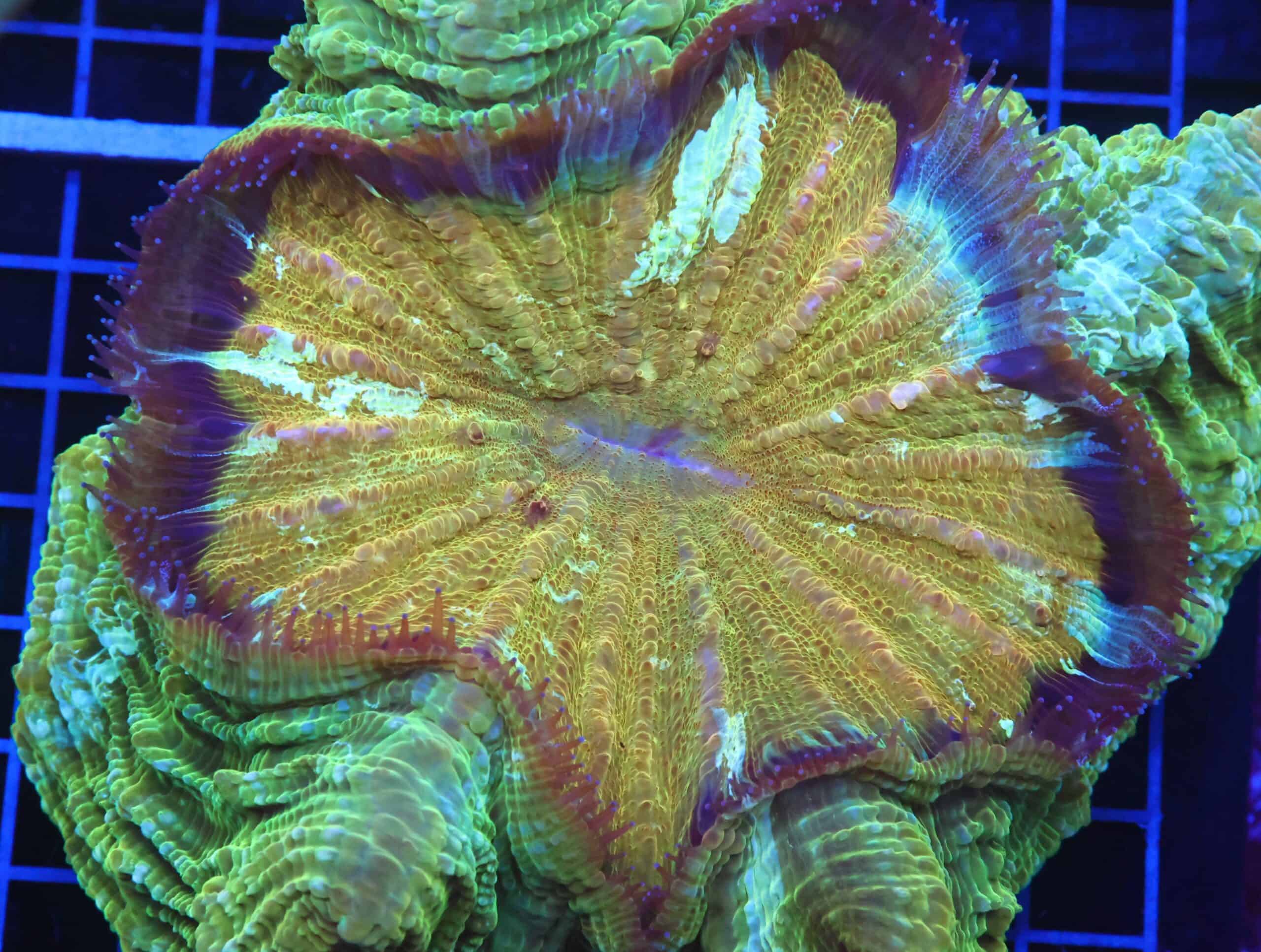 B86 -INDO POT OF GOLD ACANTHOPHYLLIA