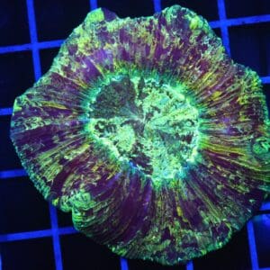 B87 -INDO ELECTRIC SHOCK TRACHY