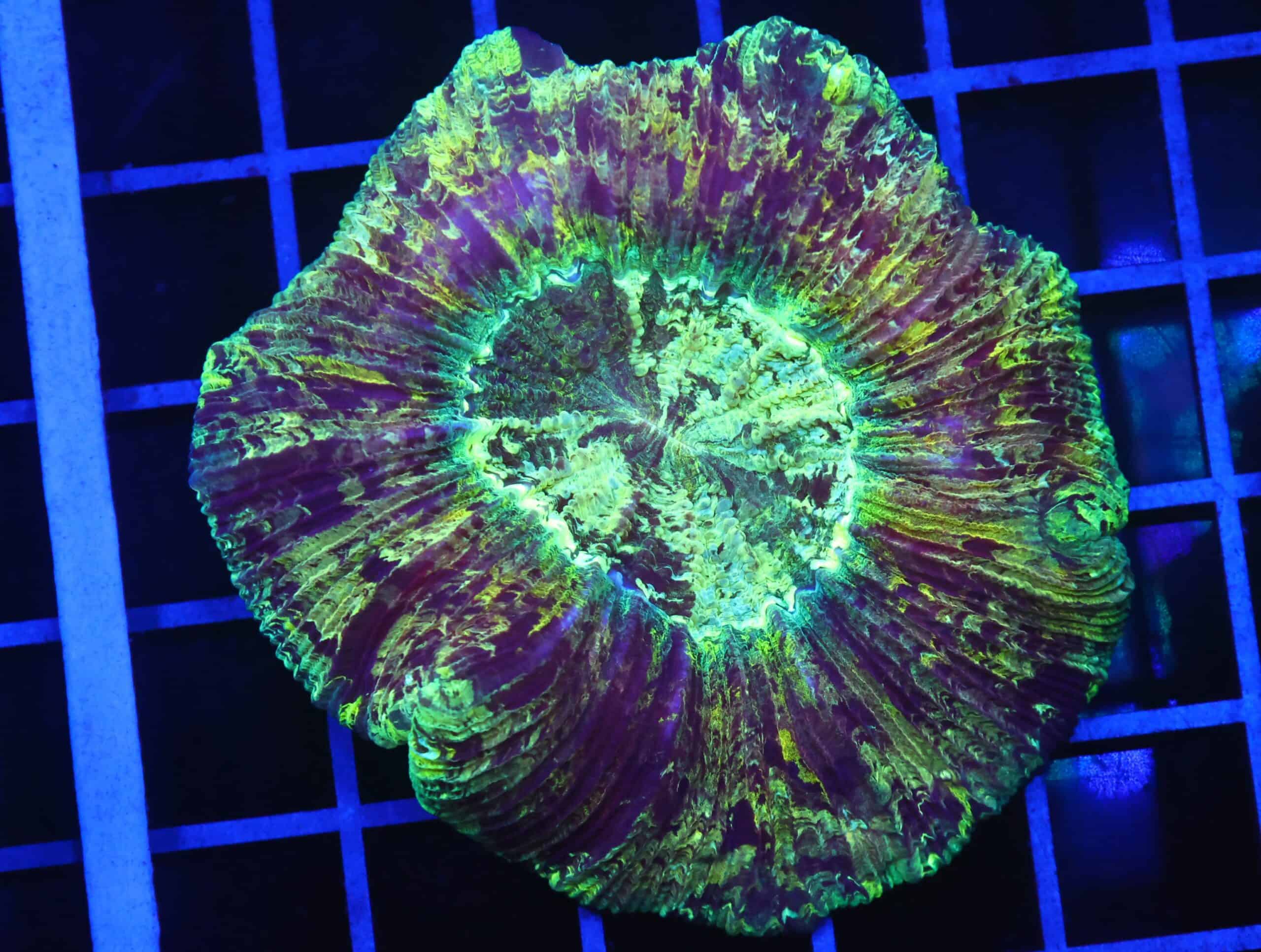 B87 -INDO ELECTRIC SHOCK TRACHY