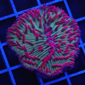 B89 -INDO WATERMELON JOLLY RANCHER DIASERIS