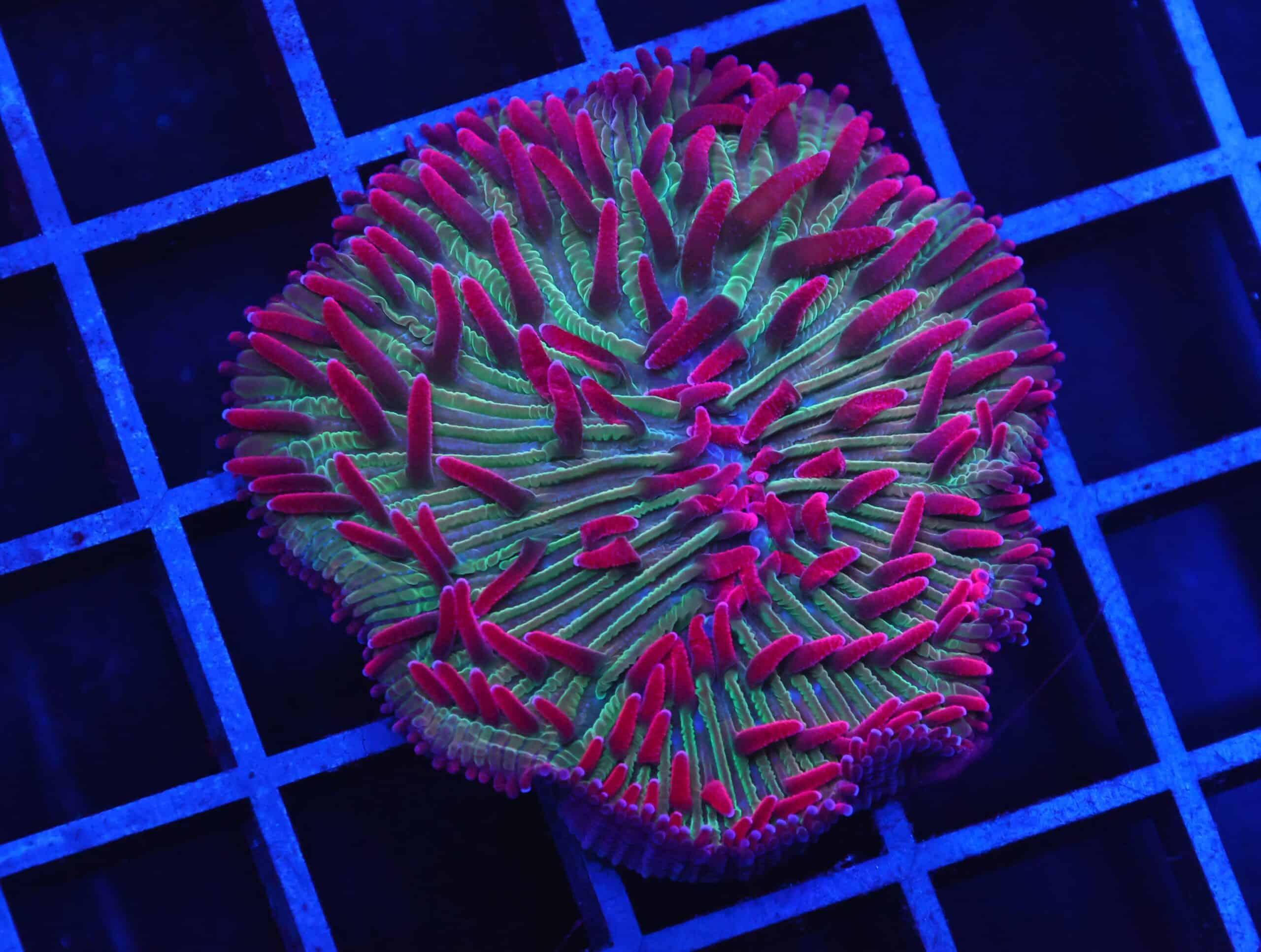 B89 -INDO WATERMELON JOLLY RANCHER DIASERIS