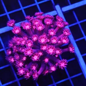 B92 -INDO CHERRY BLOSSOM GONIOPORA