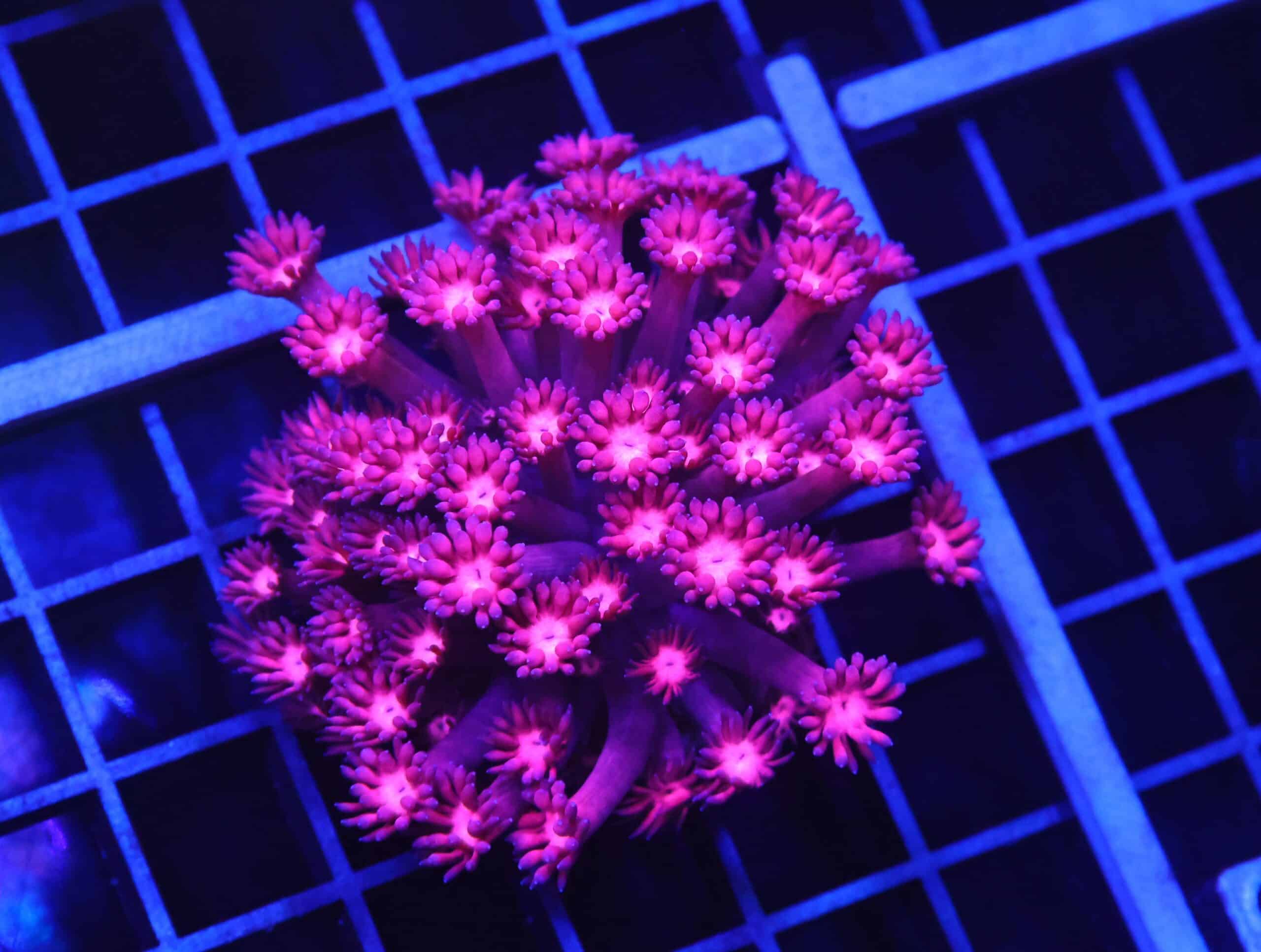 B92 -INDO CHERRY BLOSSOM GONIOPORA