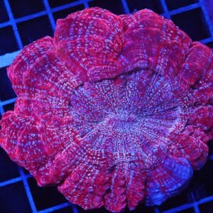 B95 -MALAYSIAN CRIMSON STARDUST ACANTHOPHYLLIA