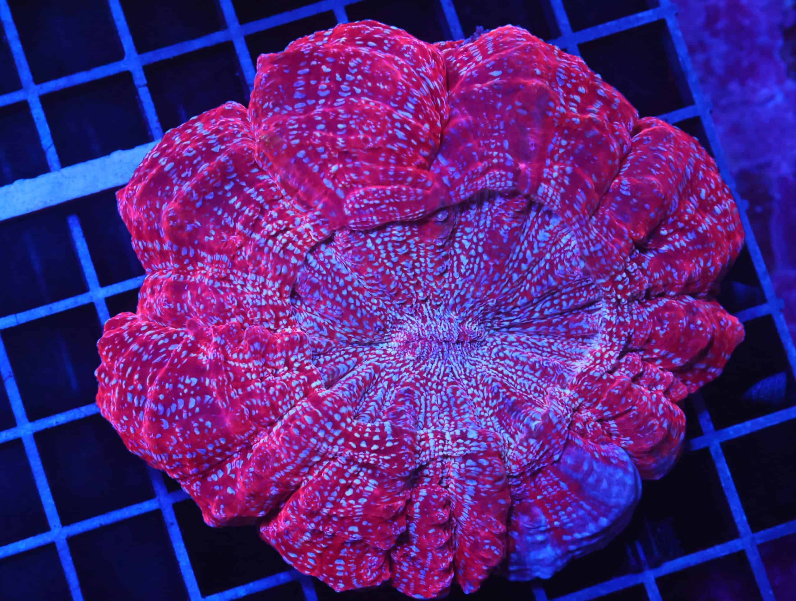 B95 -MALAYSIAN CRIMSON STARDUST ACANTHOPHYLLIA