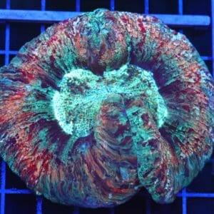 B96 -INDO MARBLED SUNSET ECLIPSE TRACHY