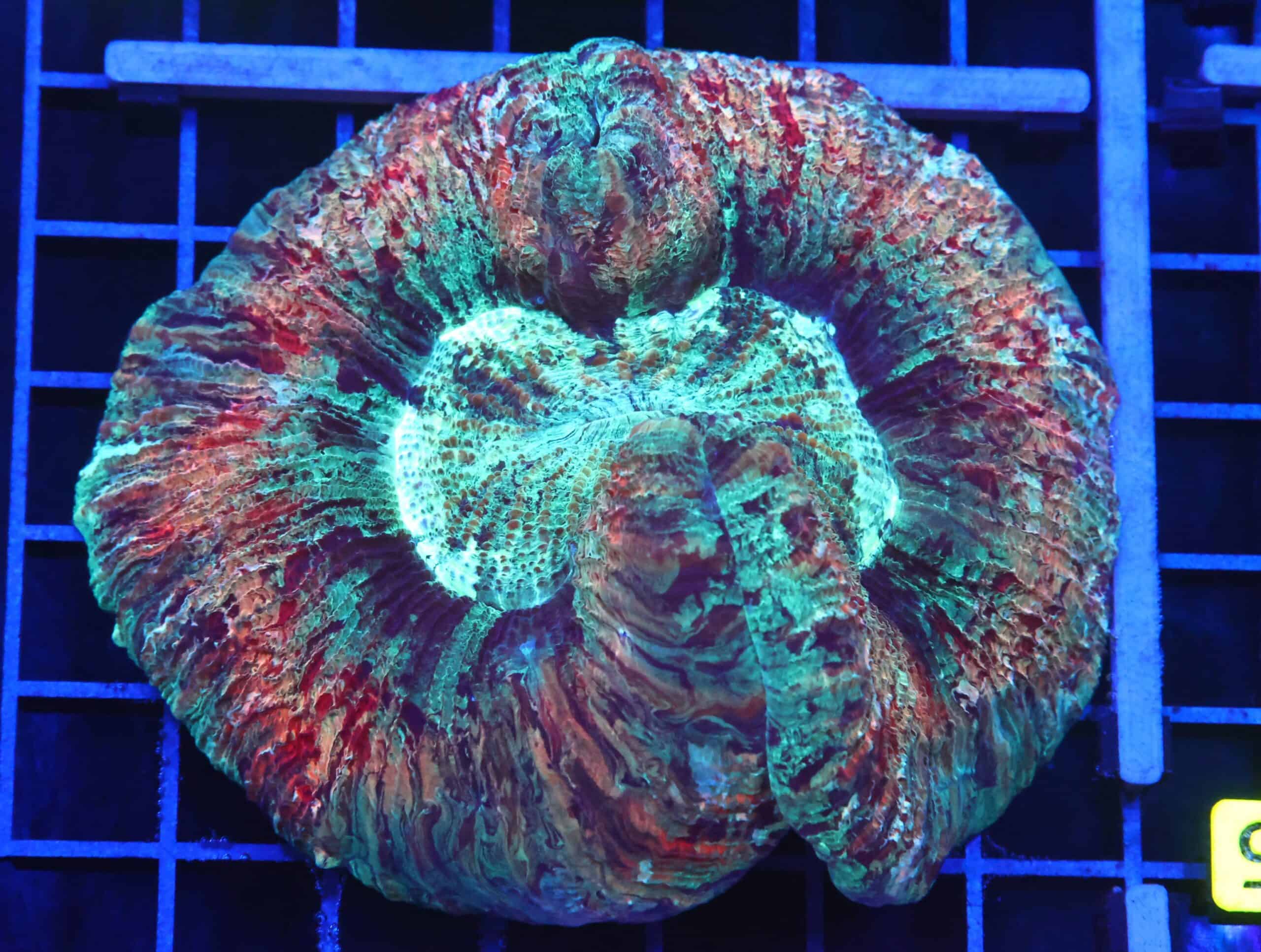 B96 -INDO MARBLED SUNSET ECLIPSE TRACHY