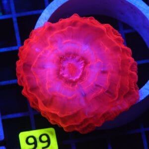 B99 -INDO RUBY RED CYNARINA