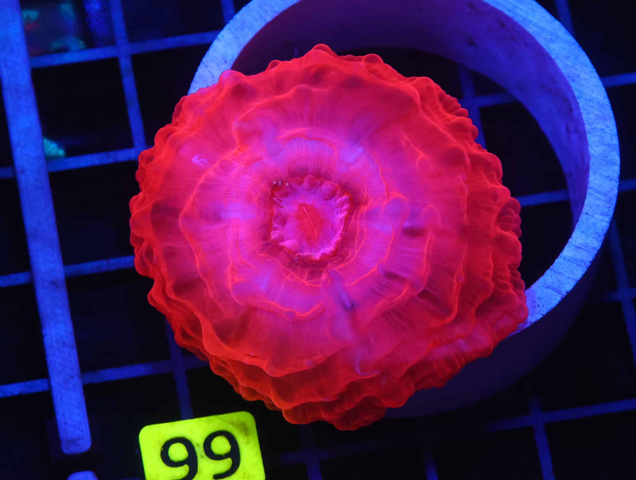 B99 -INDO RUBY RED CYNARINA