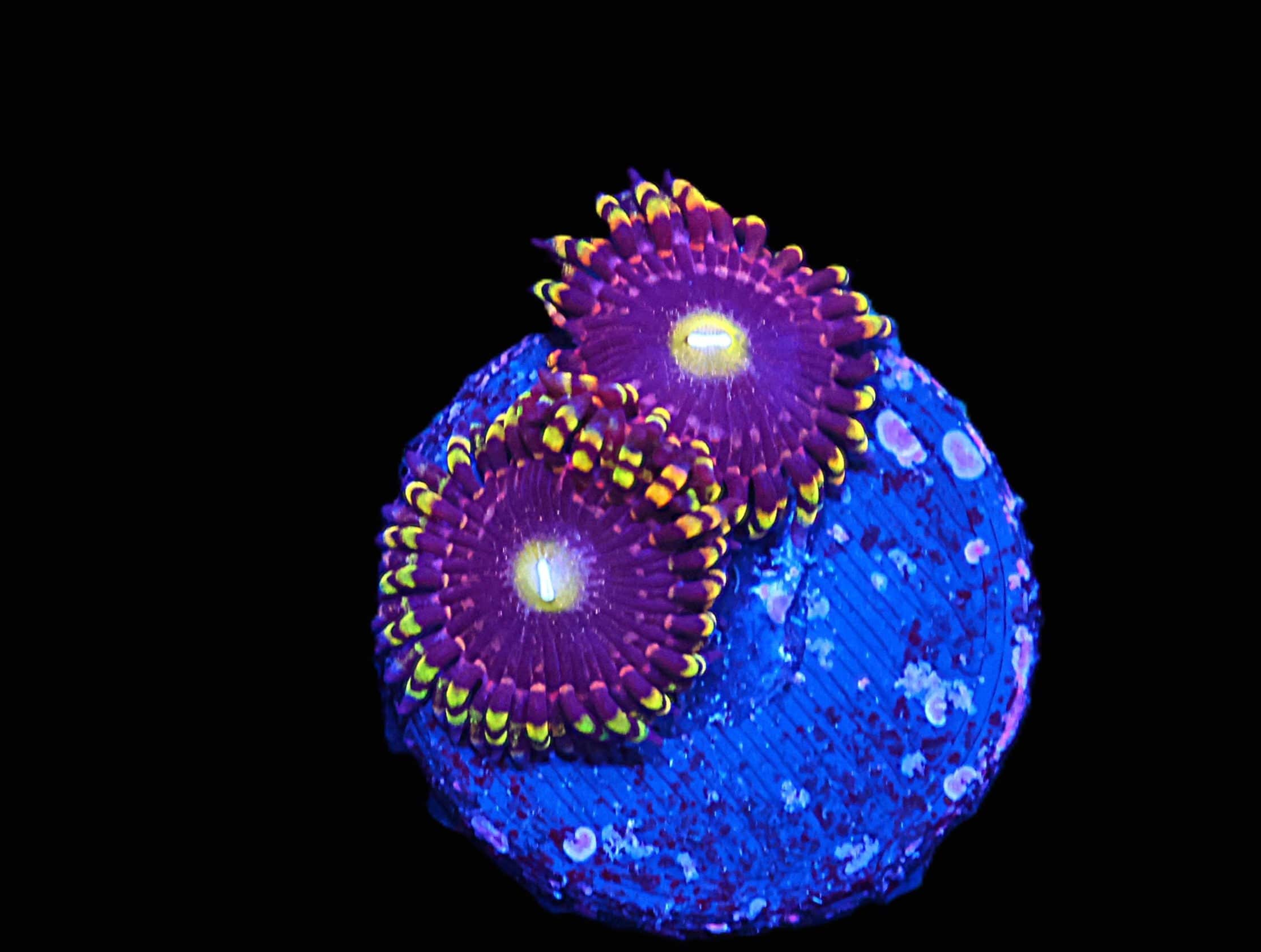 C06 - SDC ANTIMATTER ZOA/PALY (POLYP)