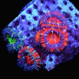 C07 - CAPTIVE SPAWNED ACAN LORD GARDEN AUSTRALIA