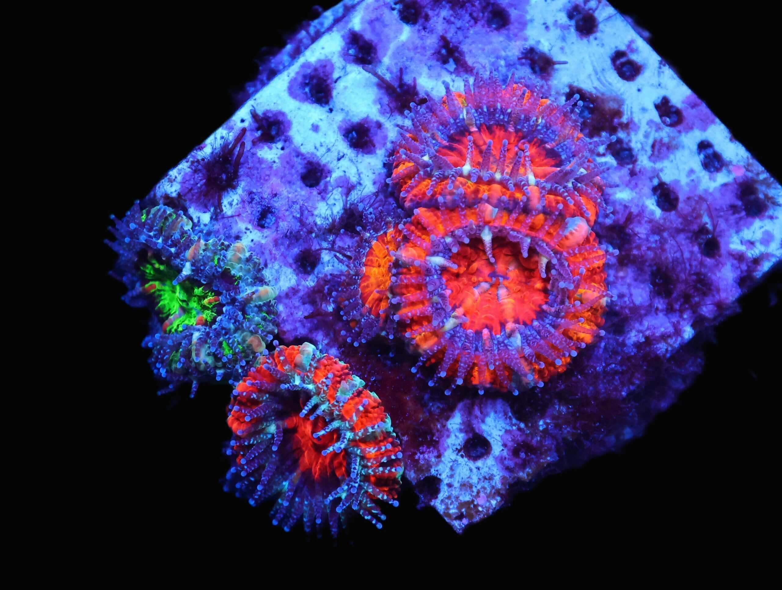 C07 - CAPTIVE SPAWNED ACAN LORD GARDEN AUSTRALIA