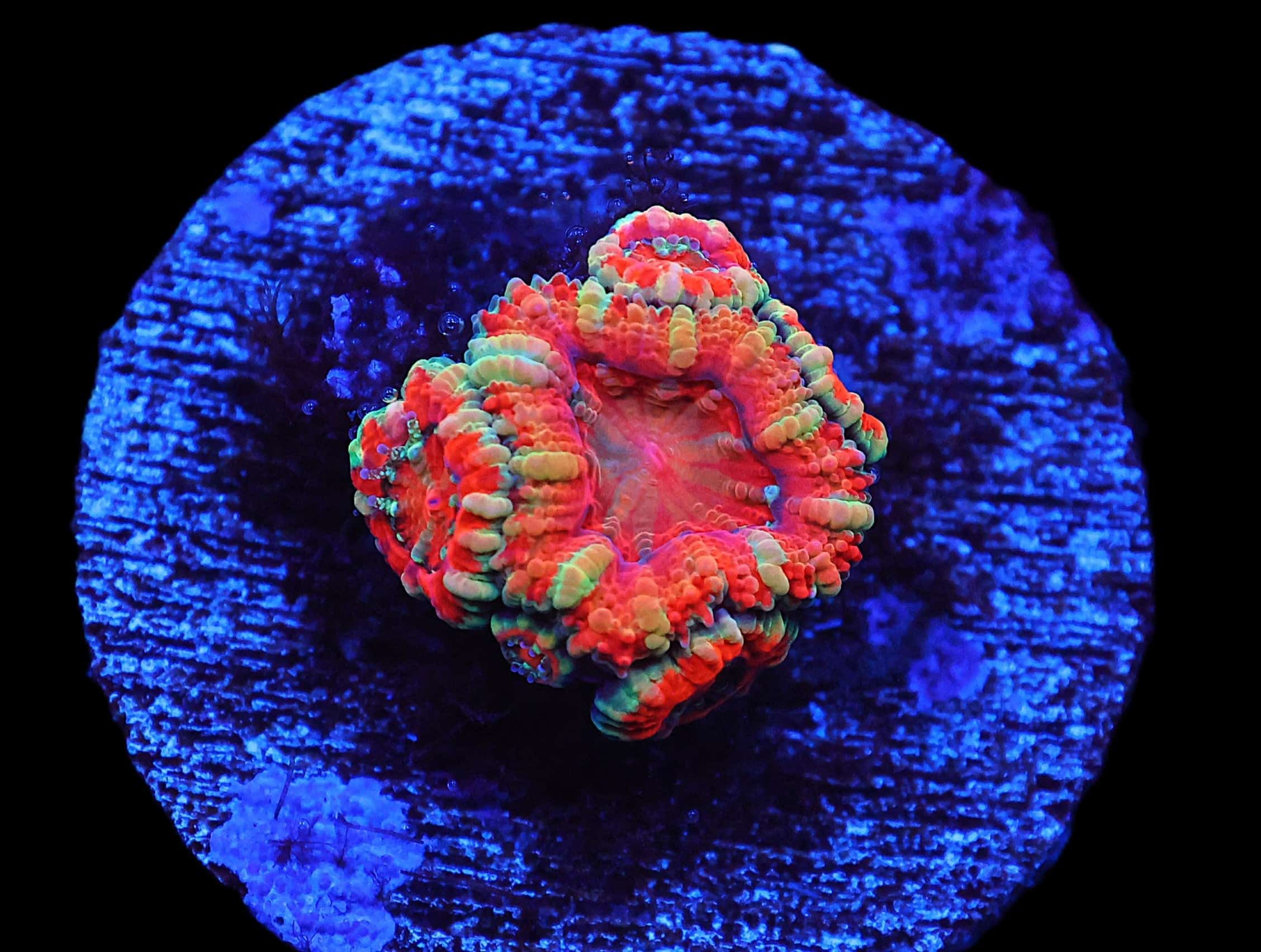 C104 - CAPTIVE SPAWNED AUSSIE LORD