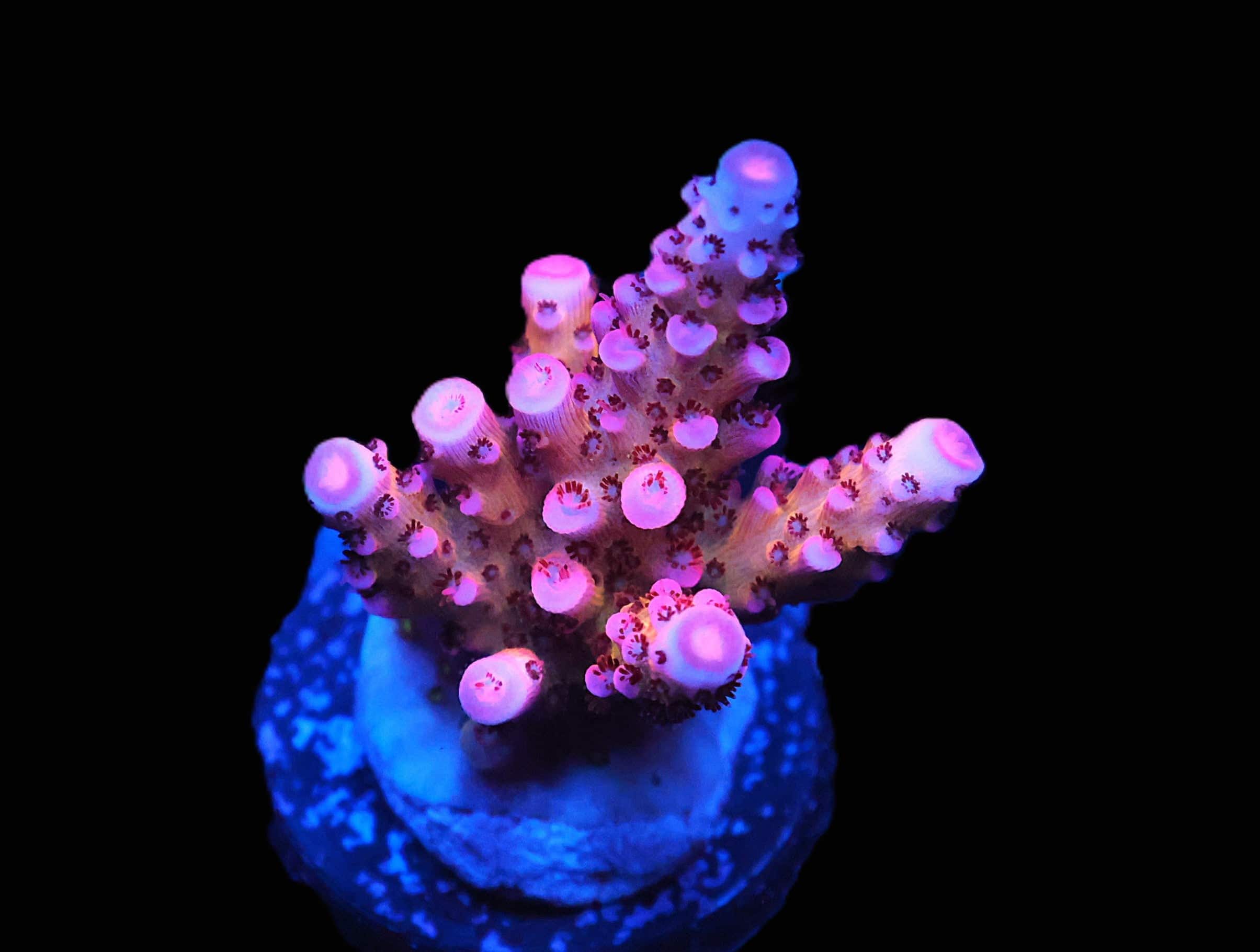 C114 - SDC RAINBOW ROMMEL ACRO ML FRAG