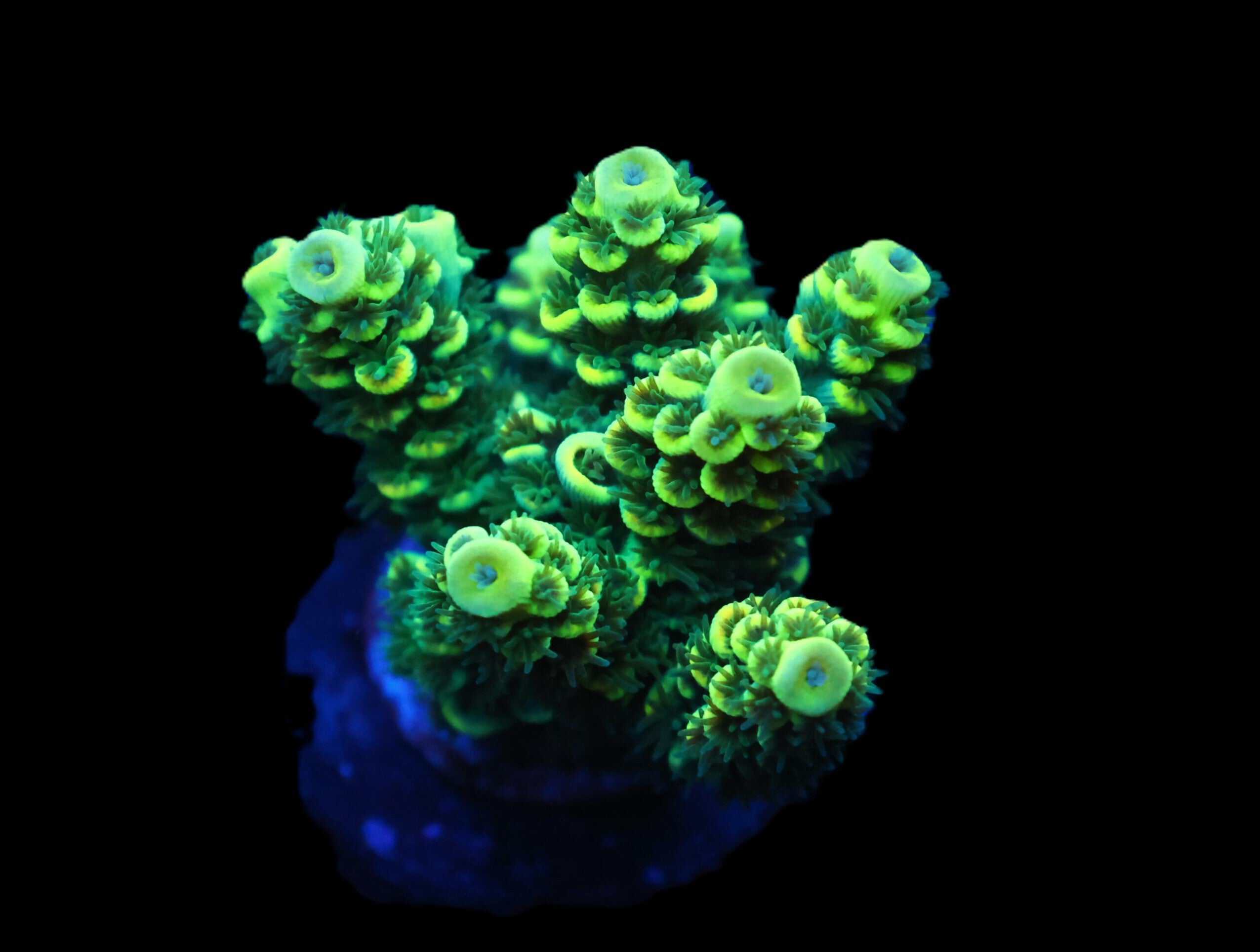 C123 - SDC PREMIUM GREEN TENUIS ACRO