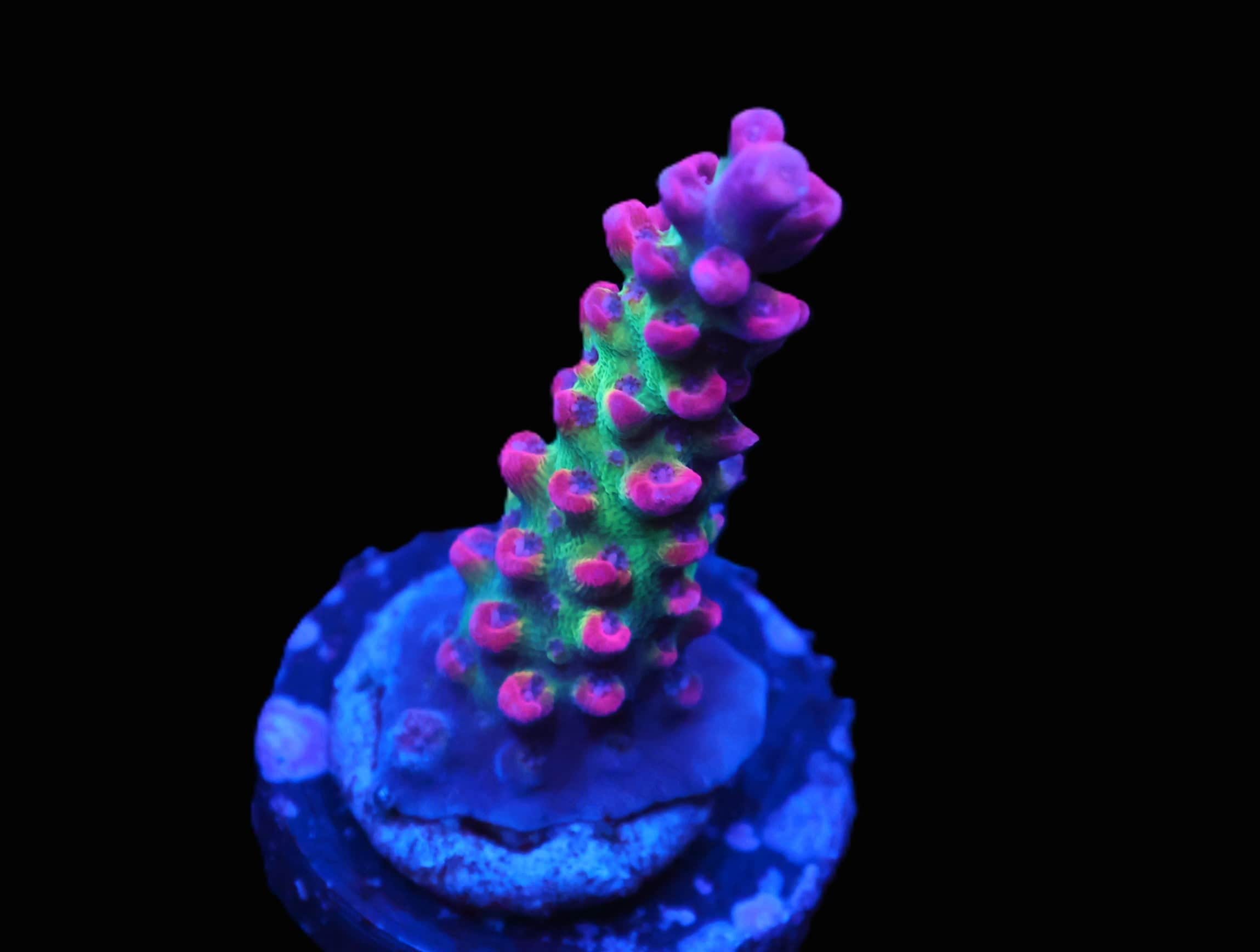 C124 - SDC STRAWBERREY SHORTCAKE ACRO