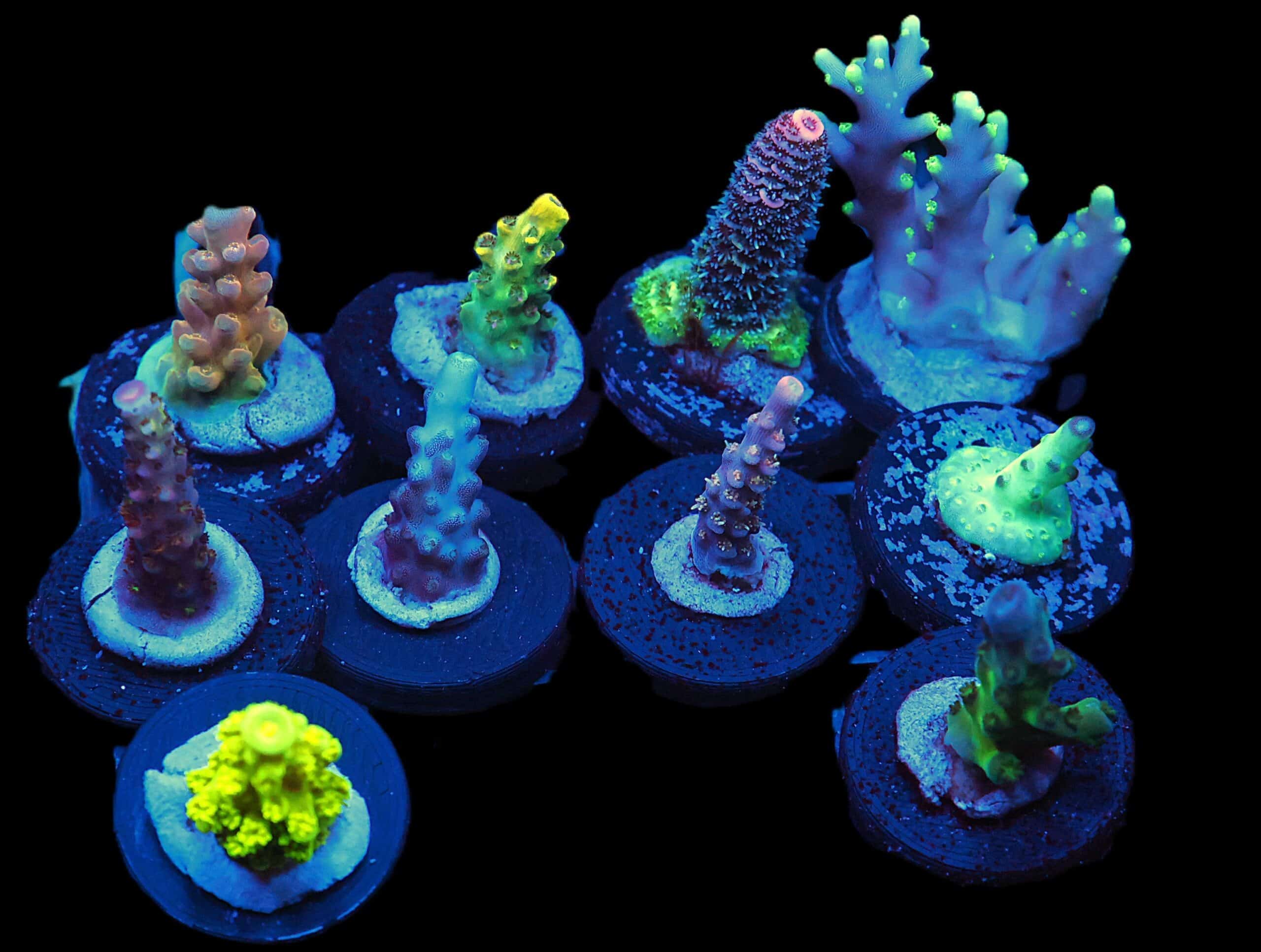 C128 - X - SDC ACROPORA PACK 10 PC