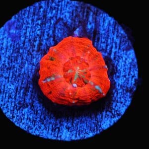 C13 - CAPTIVE SPAWNED SCOLOYMIA AUST