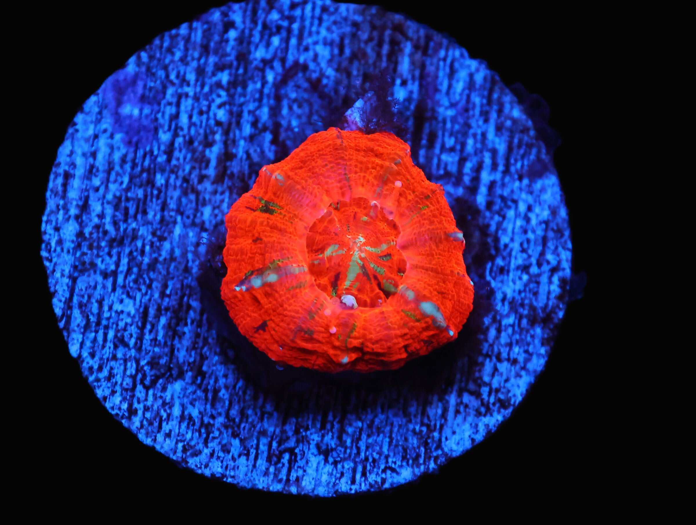 C13 - CAPTIVE SPAWNED SCOLOYMIA AUST