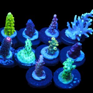C130 - X - SDC ACROPORA PACK 10 PC