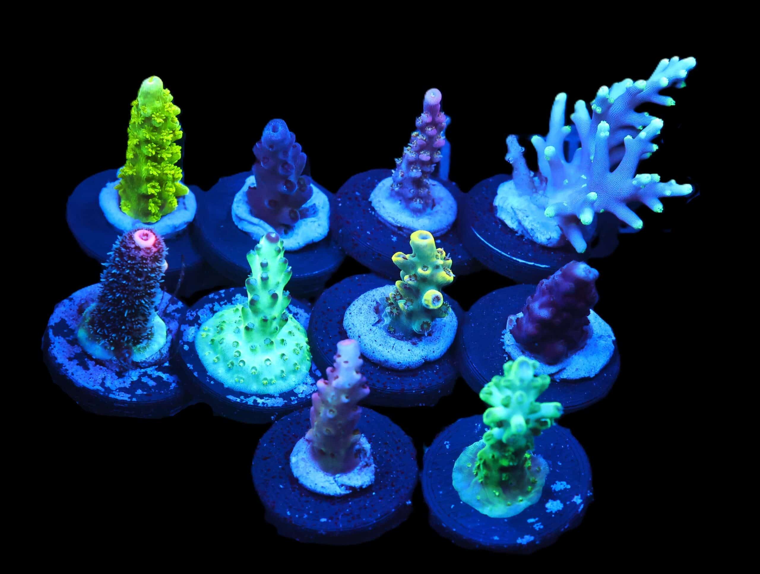 C130 - X - SDC ACROPORA PACK 10 PC
