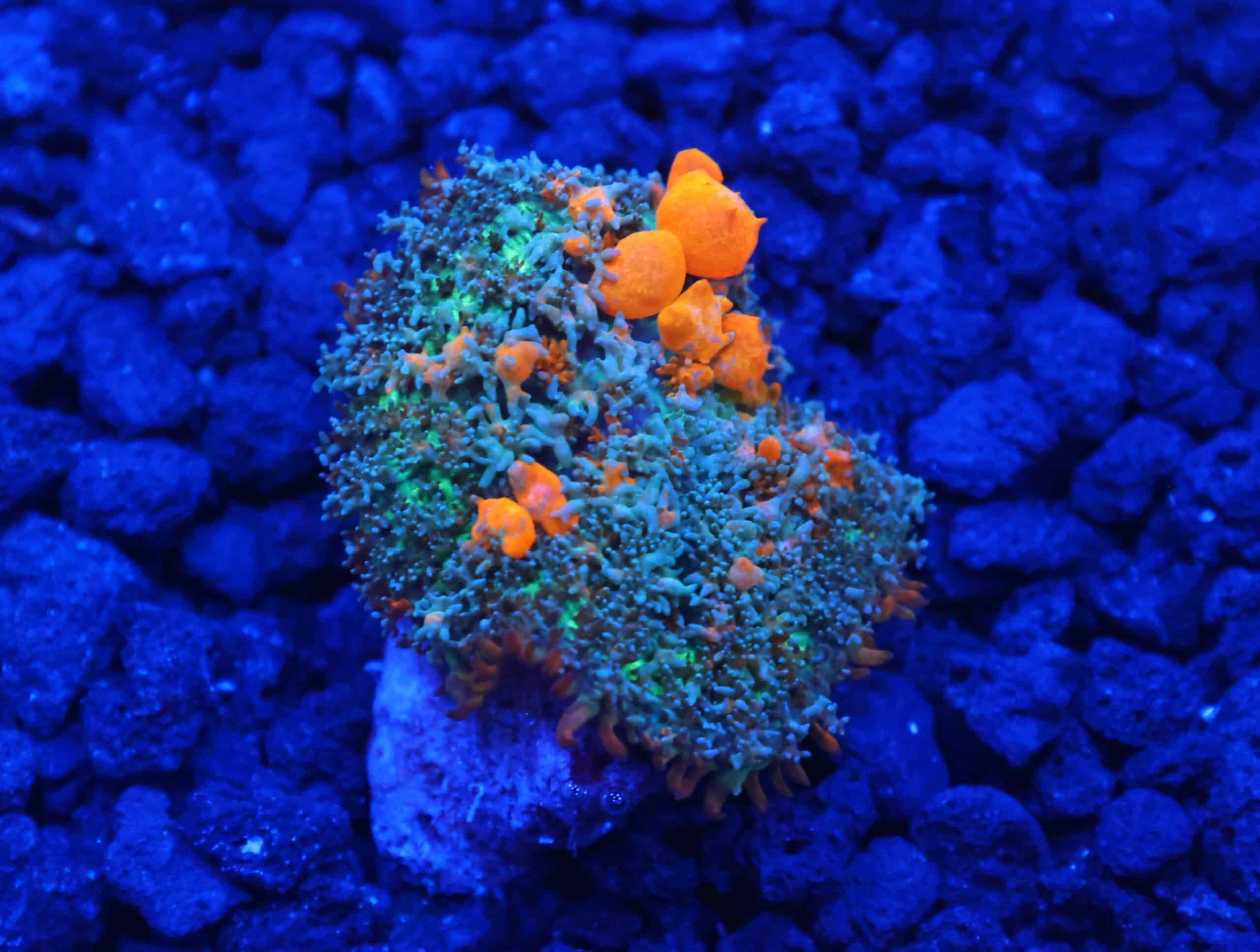 C135 - WWC SUNKIST BOUNCE RHODACTIS