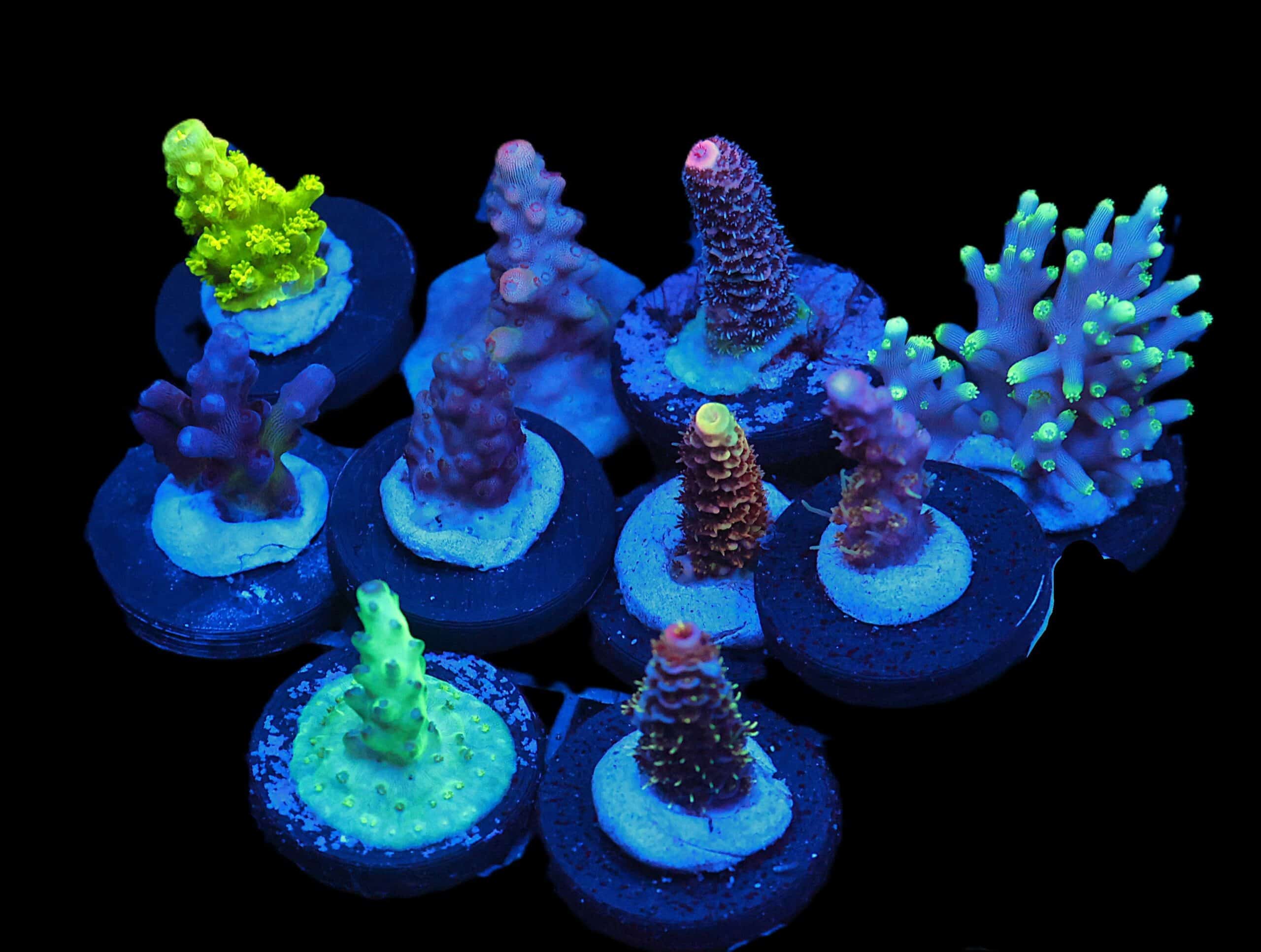 C140 - X - SDC ACROPORA PACK 10 PC
