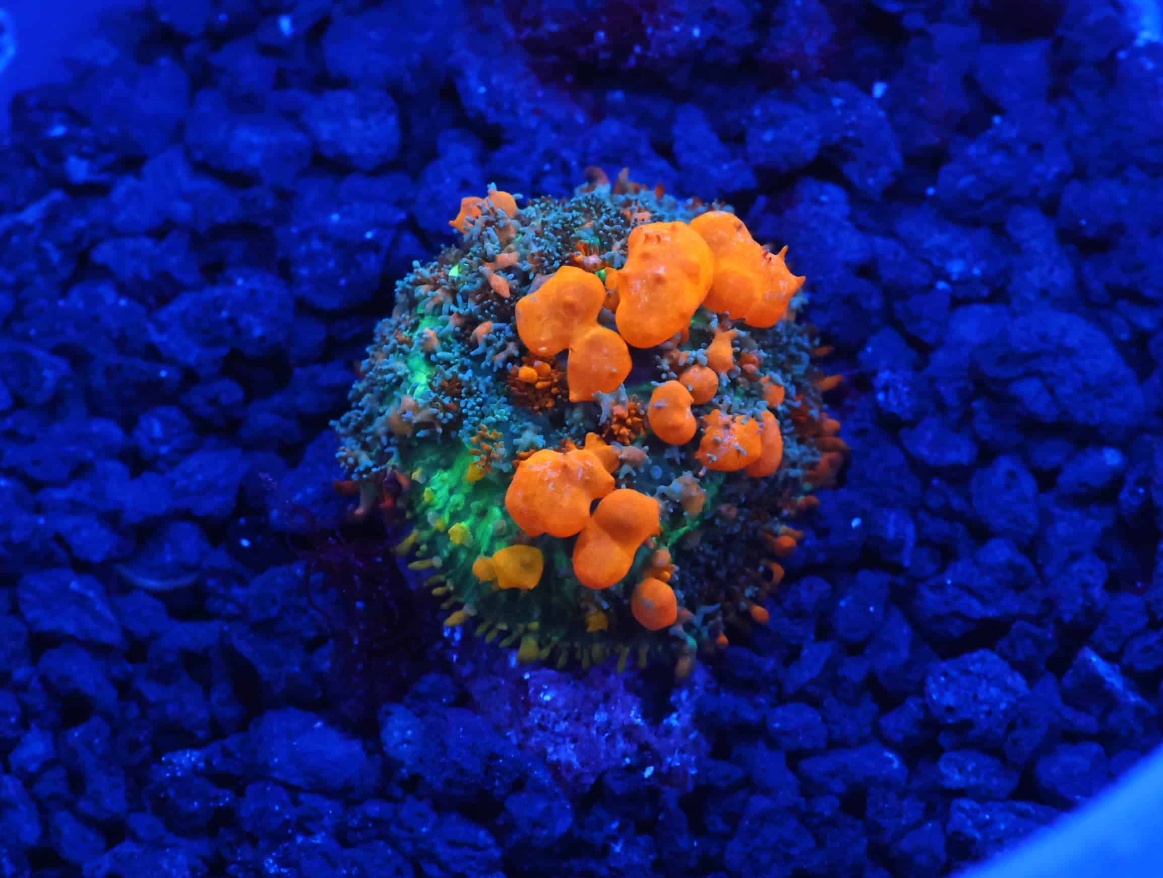 C141 - WWC SUNKIST BOUNCE RHODACTIS