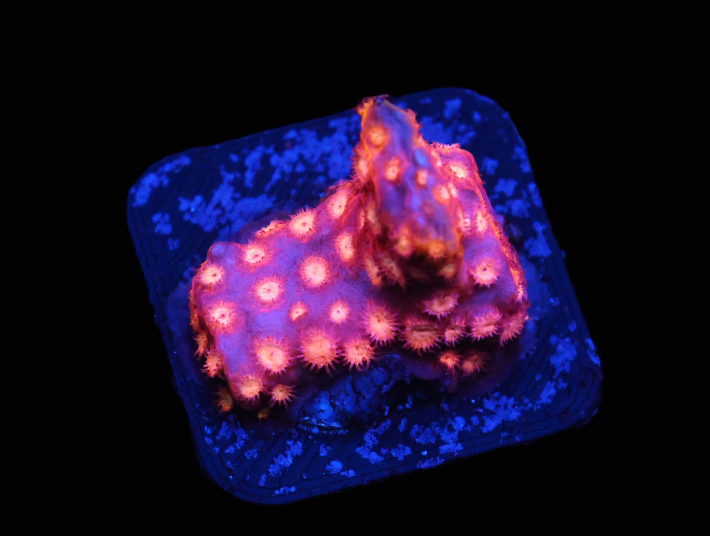 C155 - SDC STRAWBERRY LEMONADE CYPHASTREA